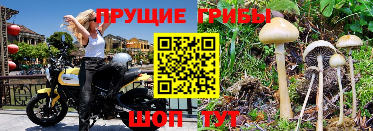 Чапаевск  Псилоцибиновые грибы GOLDEN TEACHER  Вход с VPN 
